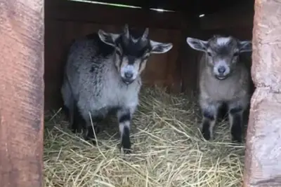 Image de Starlight Lounge @ Arise Animal Rescue Farm