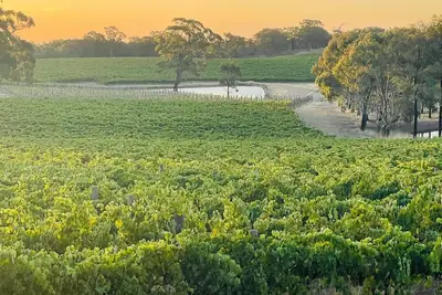 Image de 100 acres of Vineyard Perfection.