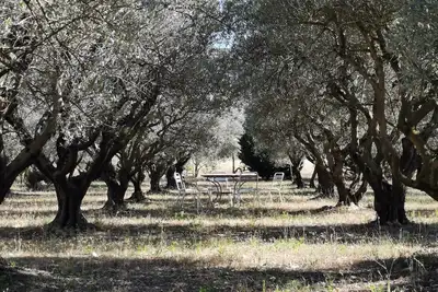 Image de maison au pied des Alpilles, vue panoramique sur les Alpilles, dans une oliverai