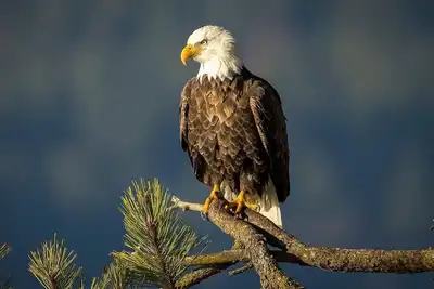 Image de Russell's Roost Camping, Boating, Fishing On Martiny Chain of Lakes.