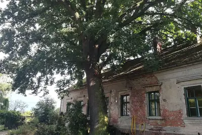 Image de century-old house next to an even older oak tree in the middle of a field