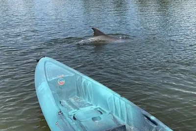 Image de Stay Where Dolphins Play, Water Front