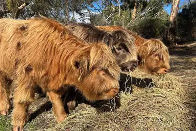 Image de Allusion Farmstay & Vineyard - Unit 2 Shiraz - Pets negotiable