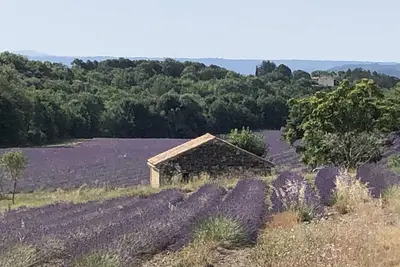 Image de Petite maisonnette au calme au milieu des champs de lavande