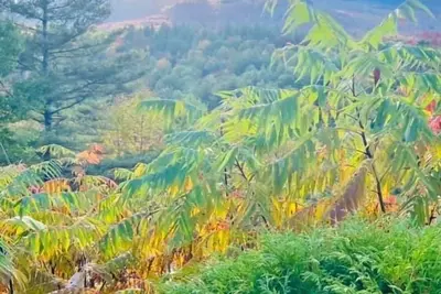 Image de Cozy Mountain Getaway