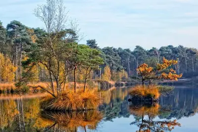 Image de Cozy chalet in the forests of Oisterwijk.