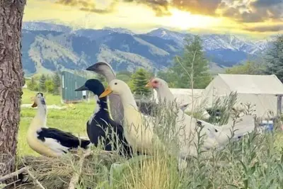 Image de Yellowstone 5 acre Farm Retreat