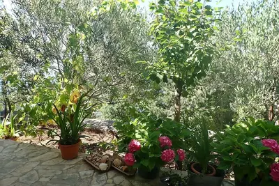 Image de Appartement Mare (81613-A1) - Barić Draga
