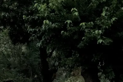 Image de Magnifique Maison en Pleine Nature et Tout Confort Dans les Cévennes
