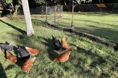 Image de Broughton Studio - On 5 pristine acres just 5klm/5 minutes easy drive from Berry