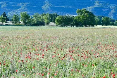 Image de Gîte 4* avec piscine - Luberon
