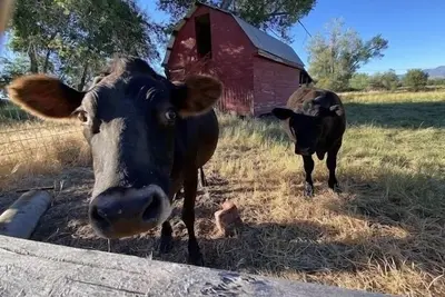 Image de The farmhouse has fast WiFi!