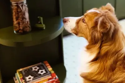 Image de Bohemian Bungalow: Live like a Local, Pets Welcome