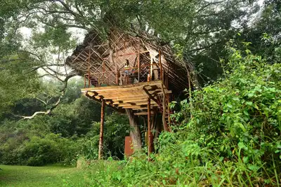 Image de Family Tree House in the Jungle Close to Sigiriya