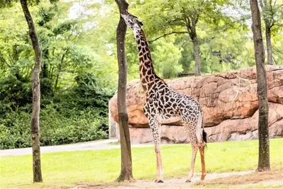 Image de A Short Drive to Nashville Zoo! 3 Family-Friendly Units, Kitchen, Free Breakfast