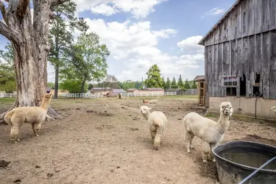 Image de Watch Deer from a Farm Cottage