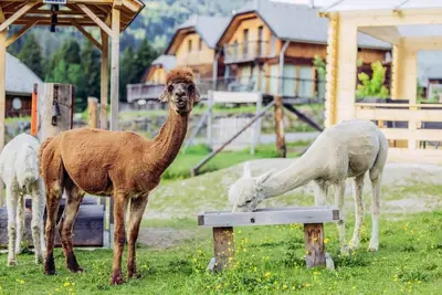 Chalet Alpakablick - Enjoy the healing properties of the Alps