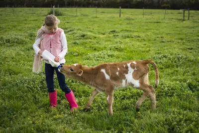 Image de Freshwater Creek Cottages and Farm Stay