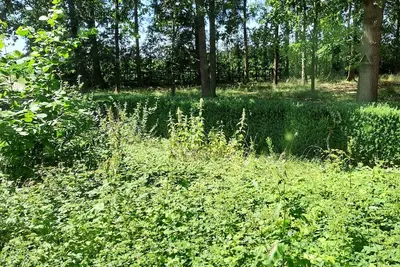 Image de Pure nature, horse farm, forest property