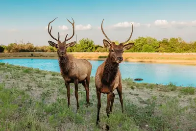Image de Hilltop lodge with spectacular views and roaming wildlife.