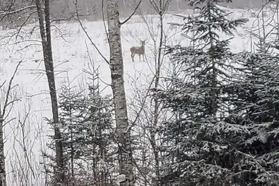 Image de Hunting Camp Allagash Maine