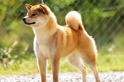 Image de Il Poggio, your country retreat! Relax for you and your furry friends