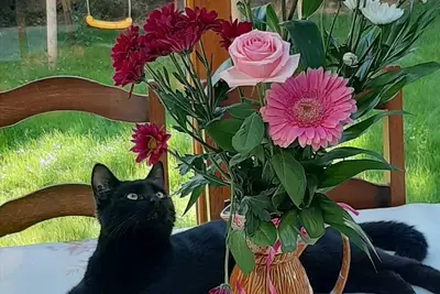 Image de Ma chaumière\nUne belle maison qui respire le bonheur faites pour vous et nous!