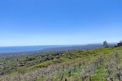 Image de Etna Kiwi Estate