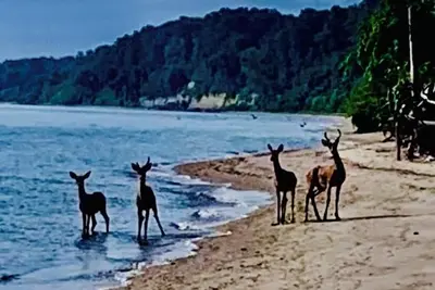 Image de Private Chesapeake Bay Beach community…love to feel the sand between your toes?