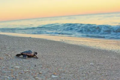 Image de Surfing Buddha Family Beach House - walk to beach - pet friendly