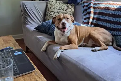 Image de Pet friendly get away with tech support for your home and family.