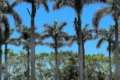 Image de Wonderful Condo in Palm Colony@Pelican Landing with private beach access