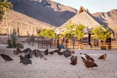 Image de Rancho, caballos, playa y alimento todo incluido!
