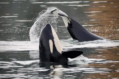 Image de Waterfront-Cozy Cottage on the Water! Best view of Pnw Moody Season. Green Clean