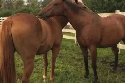 Image de 12𝕘𝕦𝕖𝕤𝕥𝕤9𝕓𝕖𝕕𝕤ᵂ3br/2baᴼᴺ𝗖𝗛𝗦 𝗛orse 𝗙ar𝕞