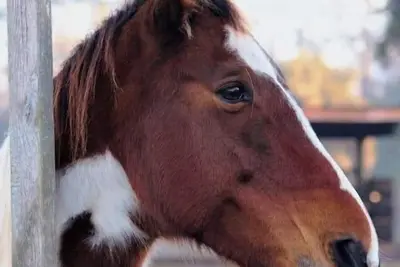 Image de 6𝕘𝕦𝕖𝕤𝕥𝕤3𝕓𝕖𝕕𝕤2br/1ba ᴼᴺ ℂℍ𝕊 HorseFarm<br>