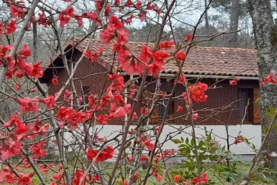 Image de 4- Chalet dans un parc arboré