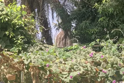 Image de An idyllic camping lodge on the banks of the Nile. Amidst mango groves.
