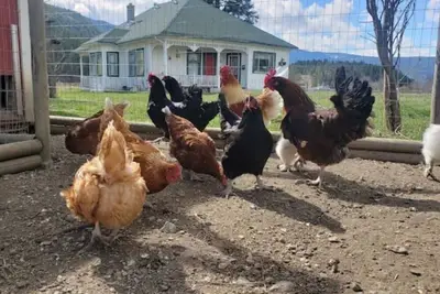 Image de Farmhouse!