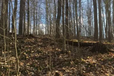 Image de In the woods\n