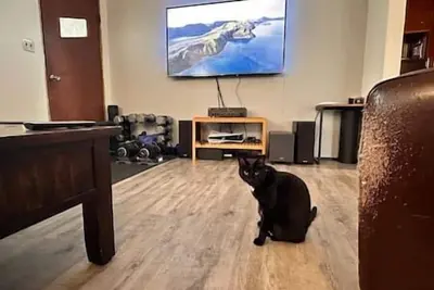 Image de Puma's executive cat house!