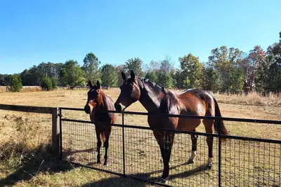 Image de Bring the horses! Studio huntbox, full kitchen, 3 stalls, washrack & pastures.